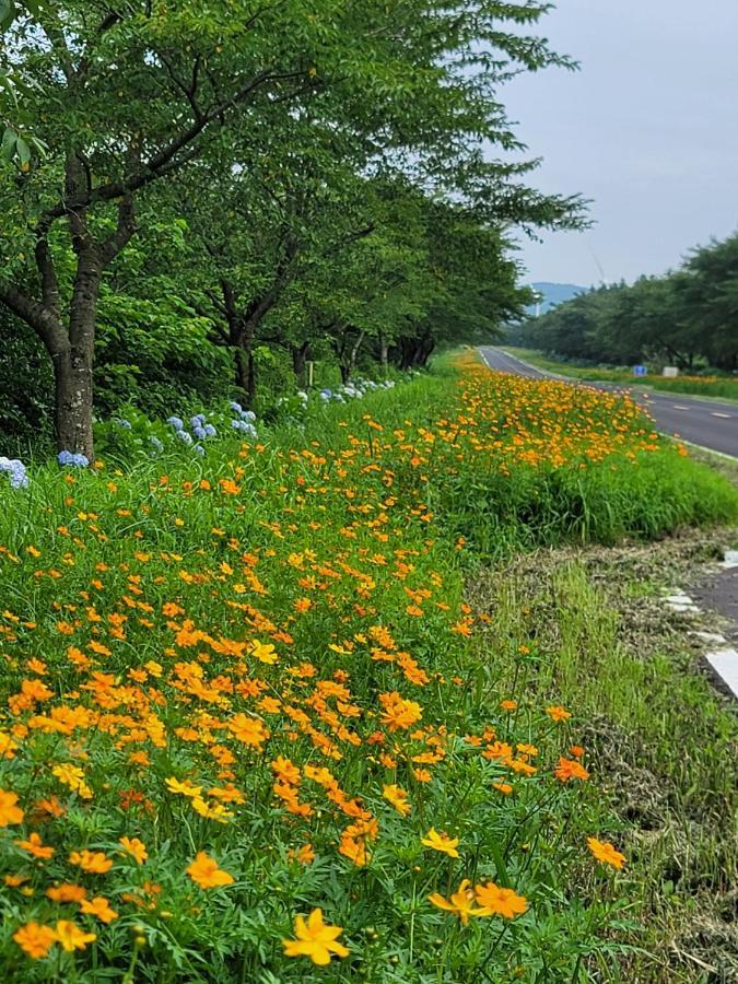 Brassica Flower Pension Villa Seogwipo Luaran gambar