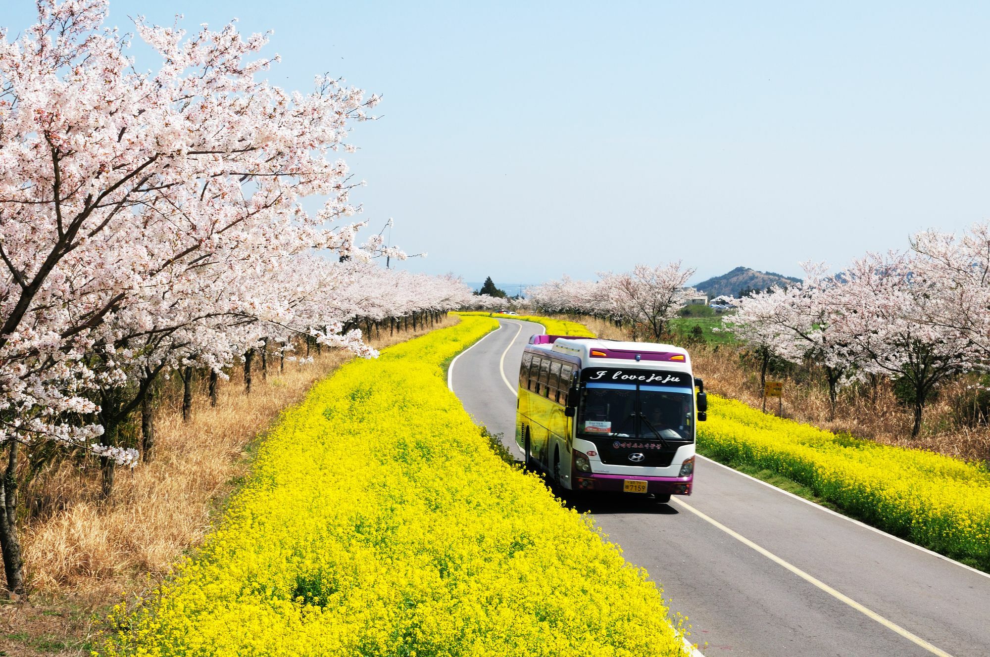 Brassica Flower Pension Villa Seogwipo Luaran gambar